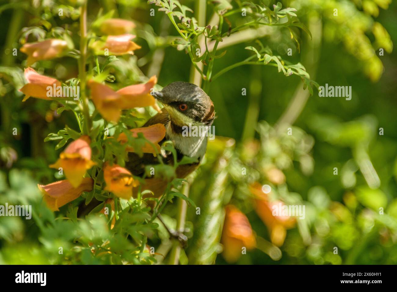 Eastern Spinebill se nourrit de Nectar de Orange Flower Digiplexis Firecracker Banque D'Images