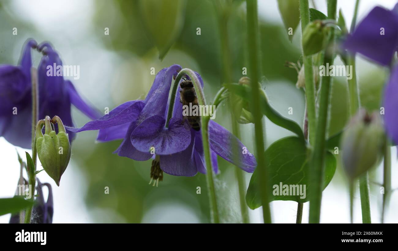 Une fleur bleue de columbine dans le jardin. Banque D'Images