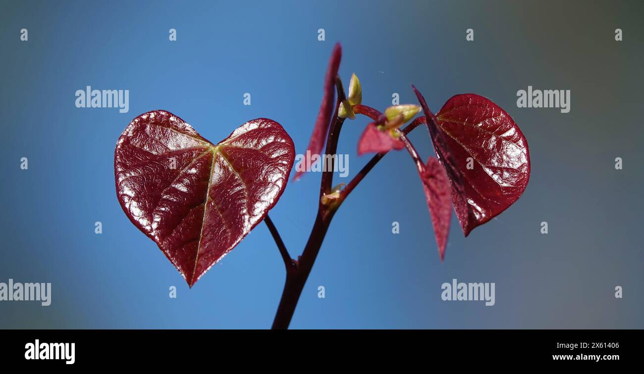 Feuille de l'arbre Cercis canadensis en forme de coeur dans les rayons d'un soleil ensoleillé de printemps après-midi Banque D'Images