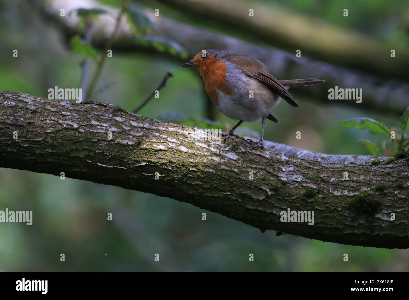 Robin Banque D'Images