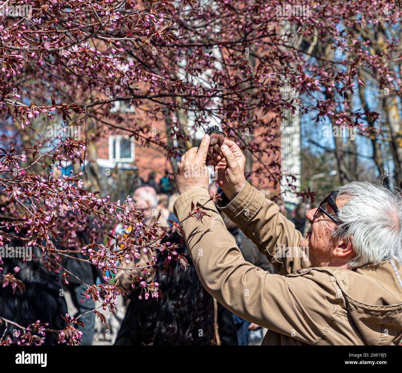 Un participant au festival Roihuvuori Hanami prenant une photo de cerisiers en fleurs. Banque D'Images