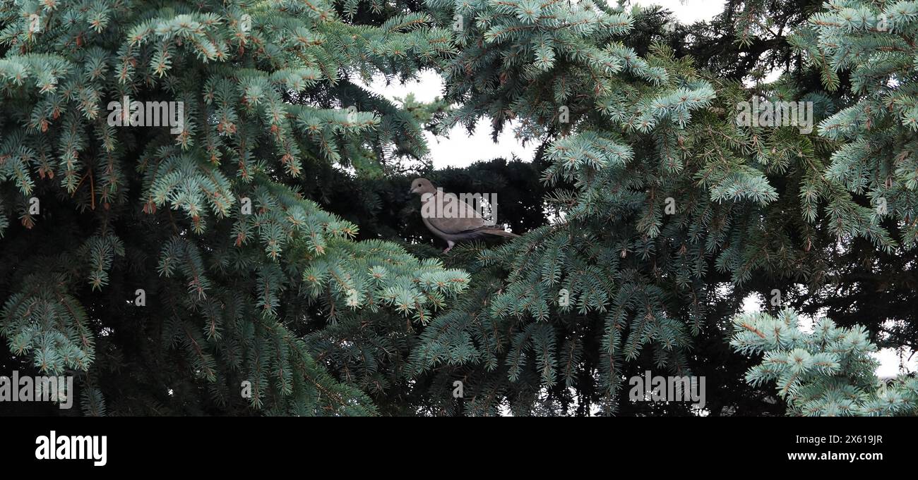 Pigeon Wood Pigeon ou Vityuten se trouve sur les branches d'un arbre Banque D'Images