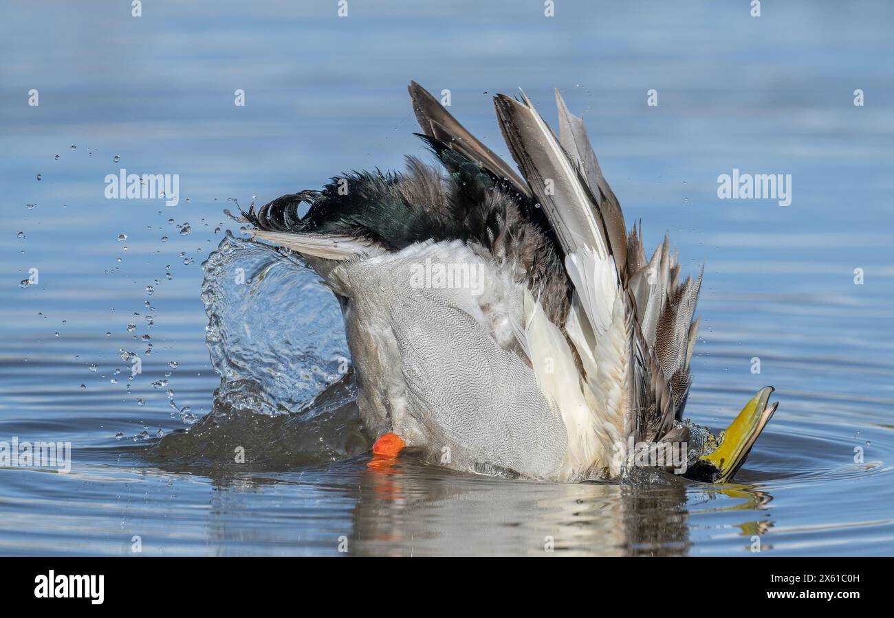 Mâle Mallard, Anas platyrhynchos, lavage et prélassage dans le lagon côtier, fin de l'hiver. Dorset. Banque D'Images