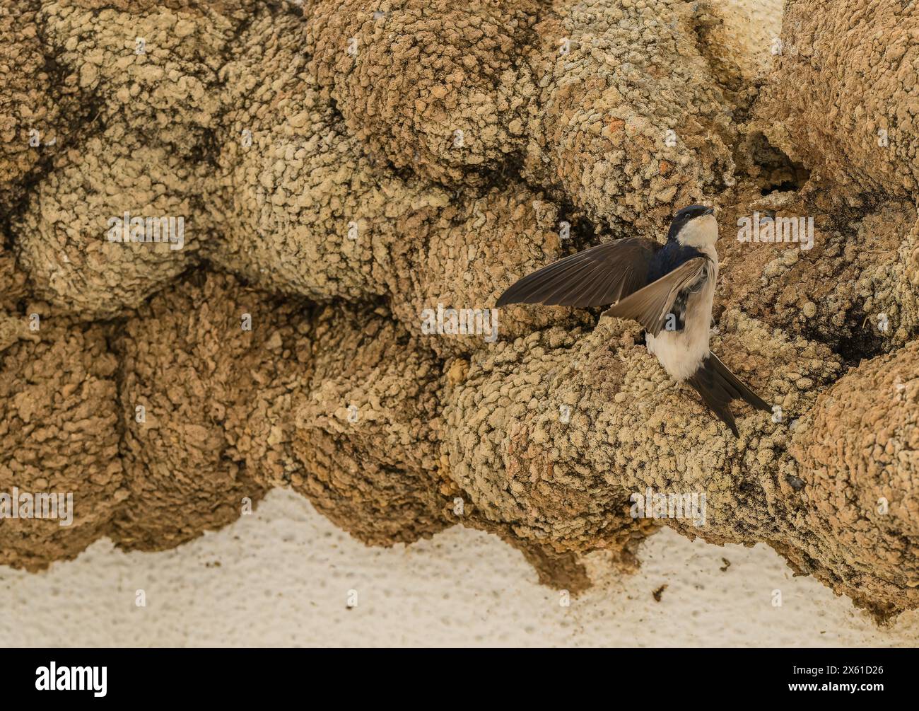 Masse de Maison commune occupée martin, Delichon urbicum, nid au printemps. Portugal. Banque D'Images