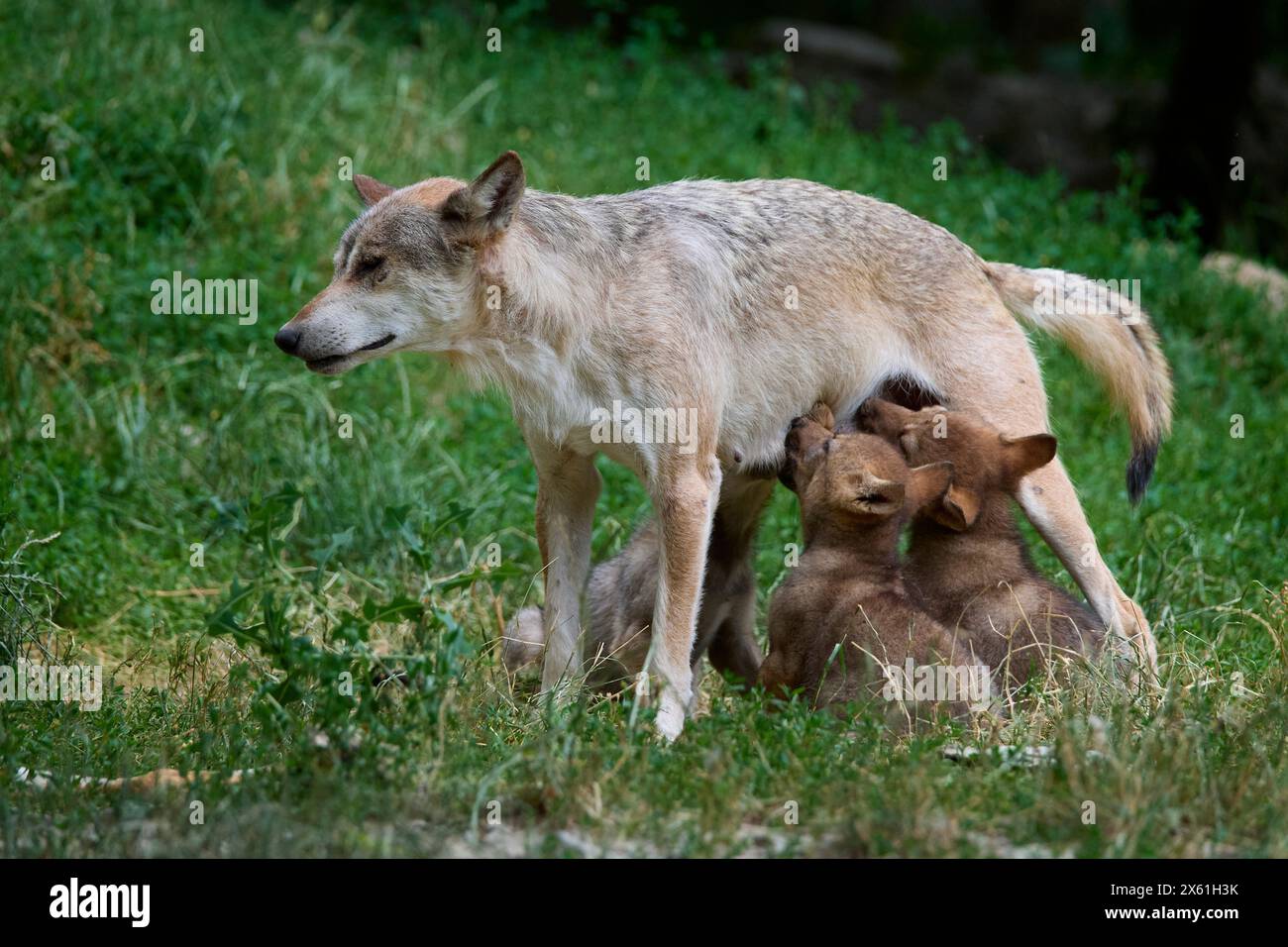 Loup, Canis lupus, oursons allaités Banque D'Images