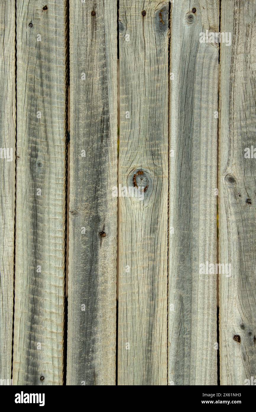 Nœuds dans une clôture plate en bois, idéal comme arrière-plan. Banque D'Images