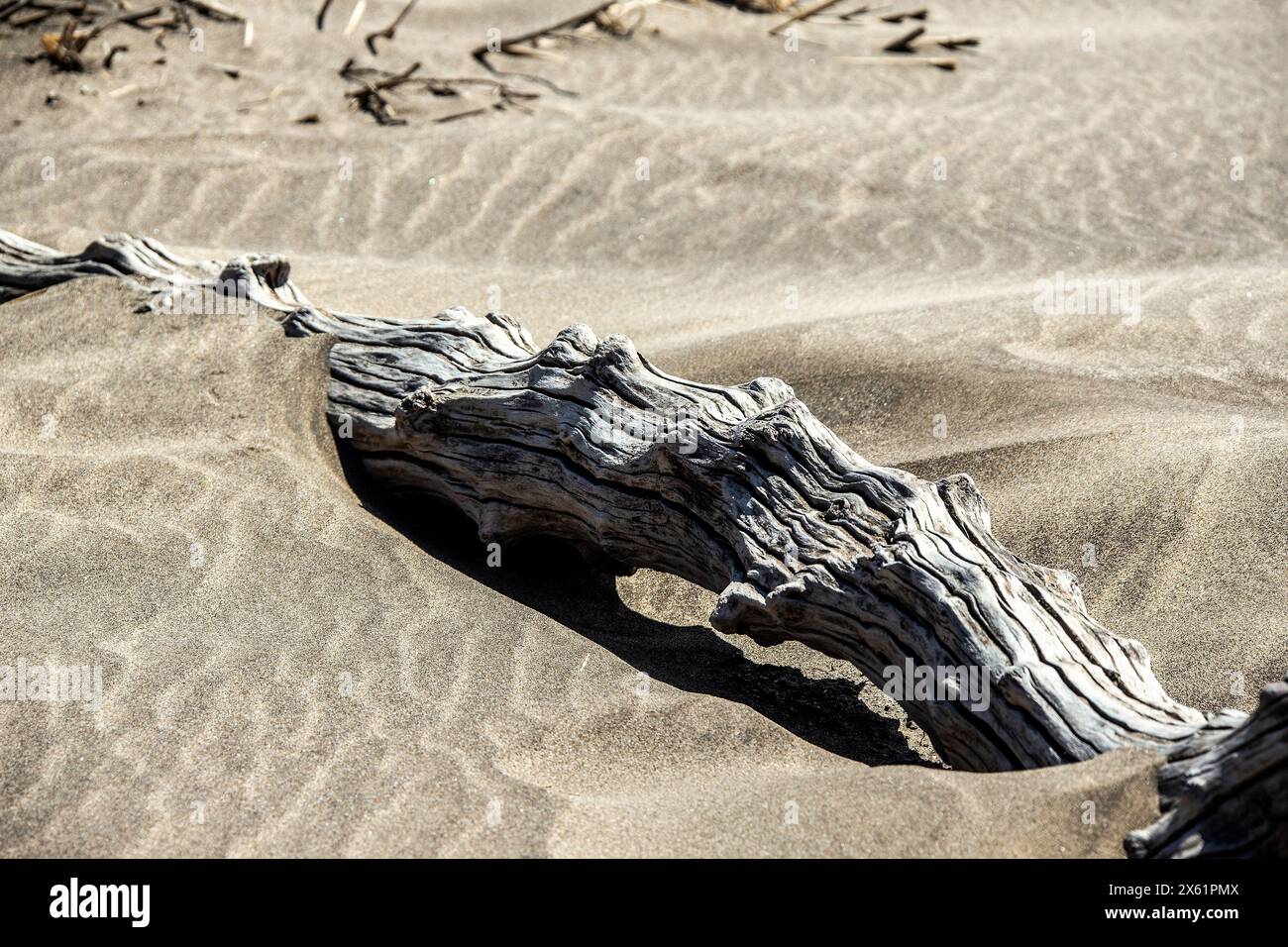 Blanc et gris, bois flotté altéré sur ondulations de vagues dans le sable ; convient comme image de fond. Banque D'Images