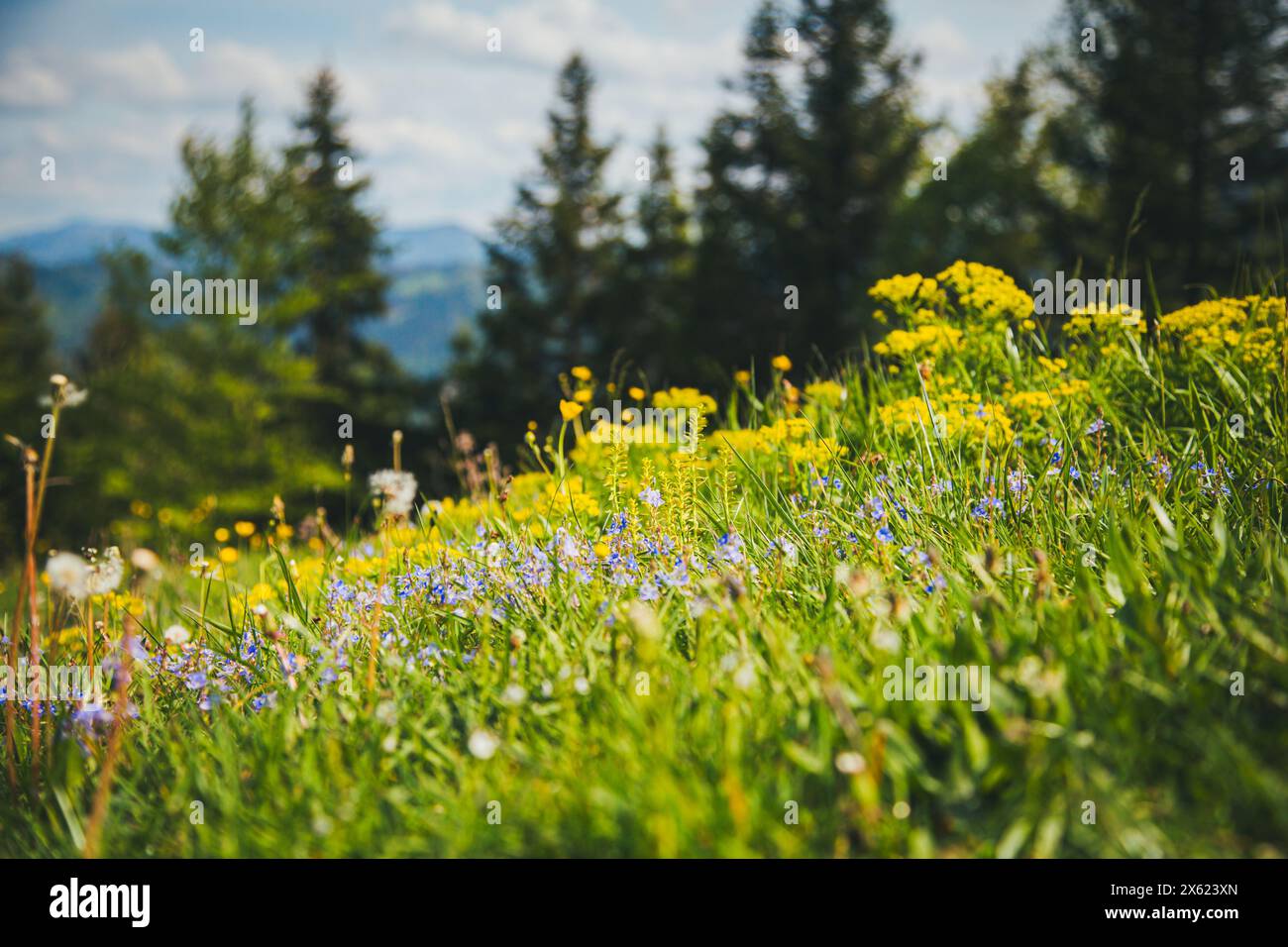 Prairie de fleurs alpines, Hochbärneck, Naturpark Ötscher-Tormäuer, Autriche Banque D'Images