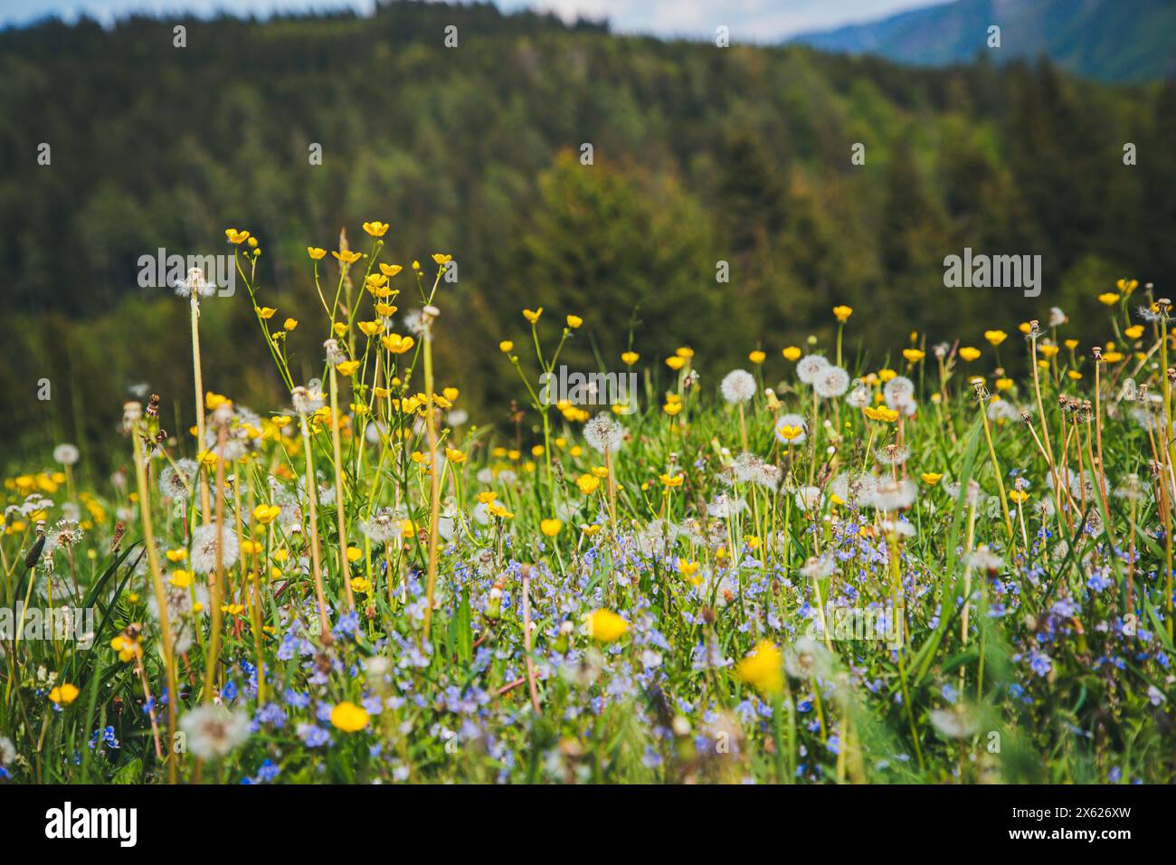 Prairie de fleurs alpines, Hochbärneck, Naturpark Ötscher-Tormäuer, Autriche Banque D'Images