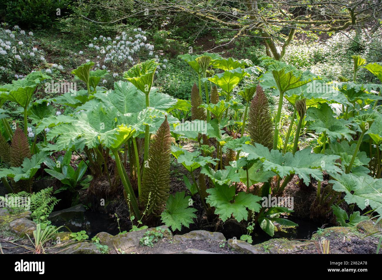 Gunnera Banque D'Images