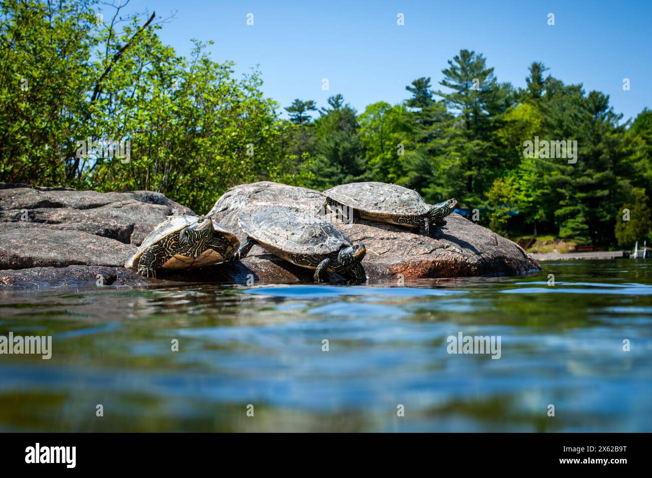 Carte du Nord tortues bronzer près de l'eau. Banque D'Images