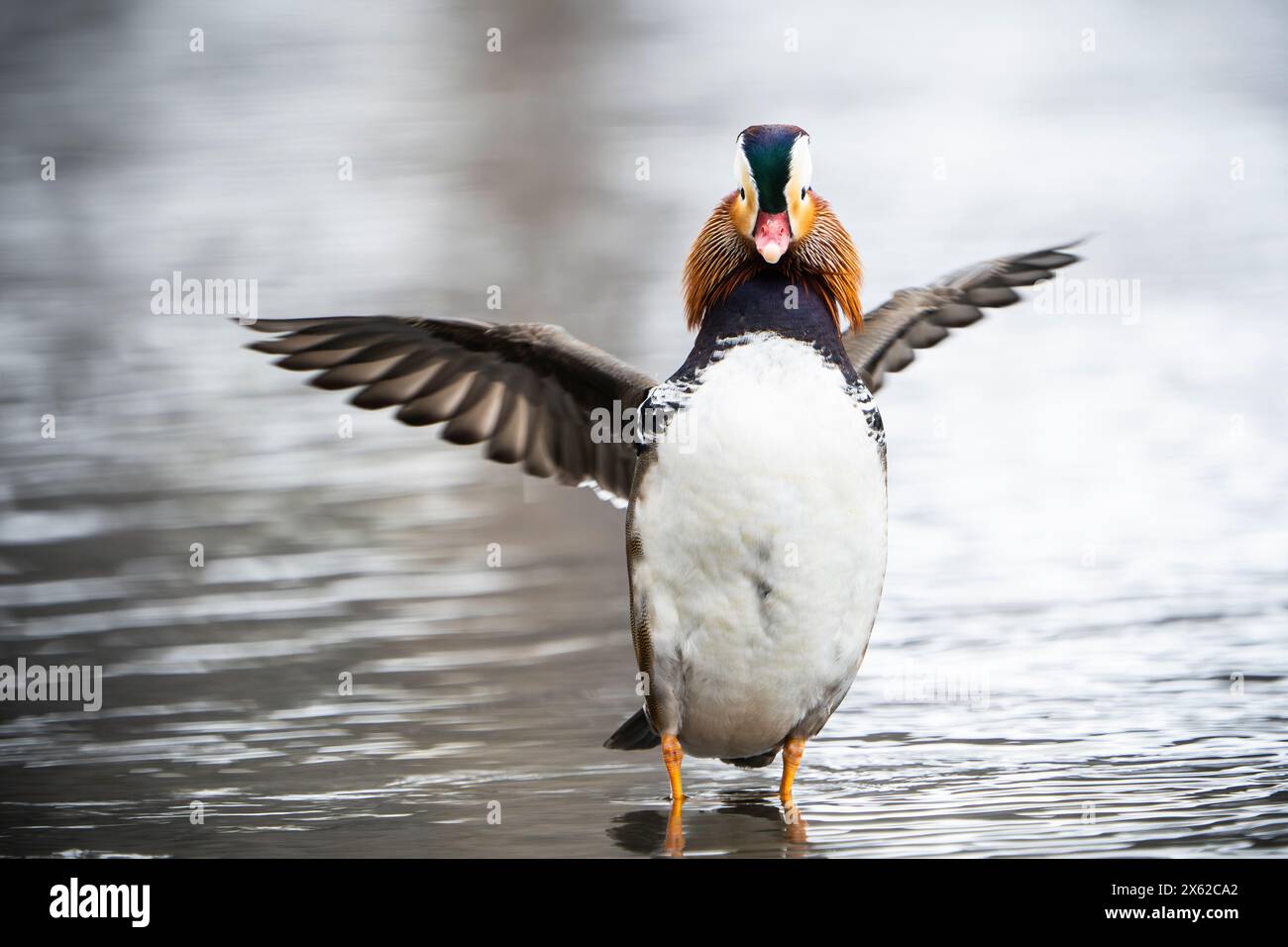 Canard mandarin de ferme échappé, le long des rives du fleuve Banque D'Images