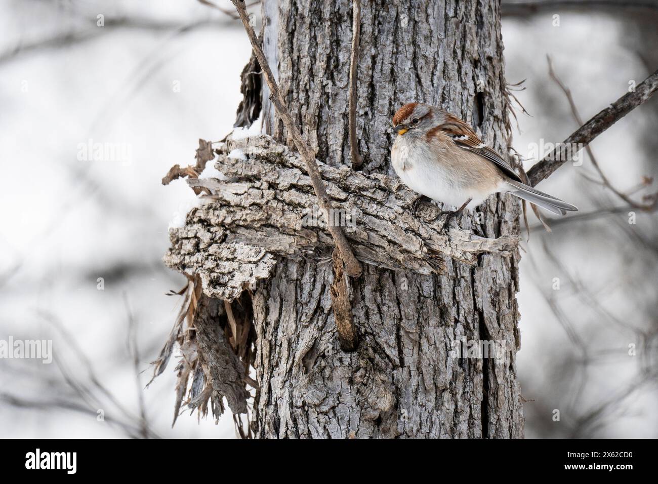 Perrode d'arbre américain perché dans un arbre près d'un oiseau de charpette pendant l'hiver. Banque D'Images