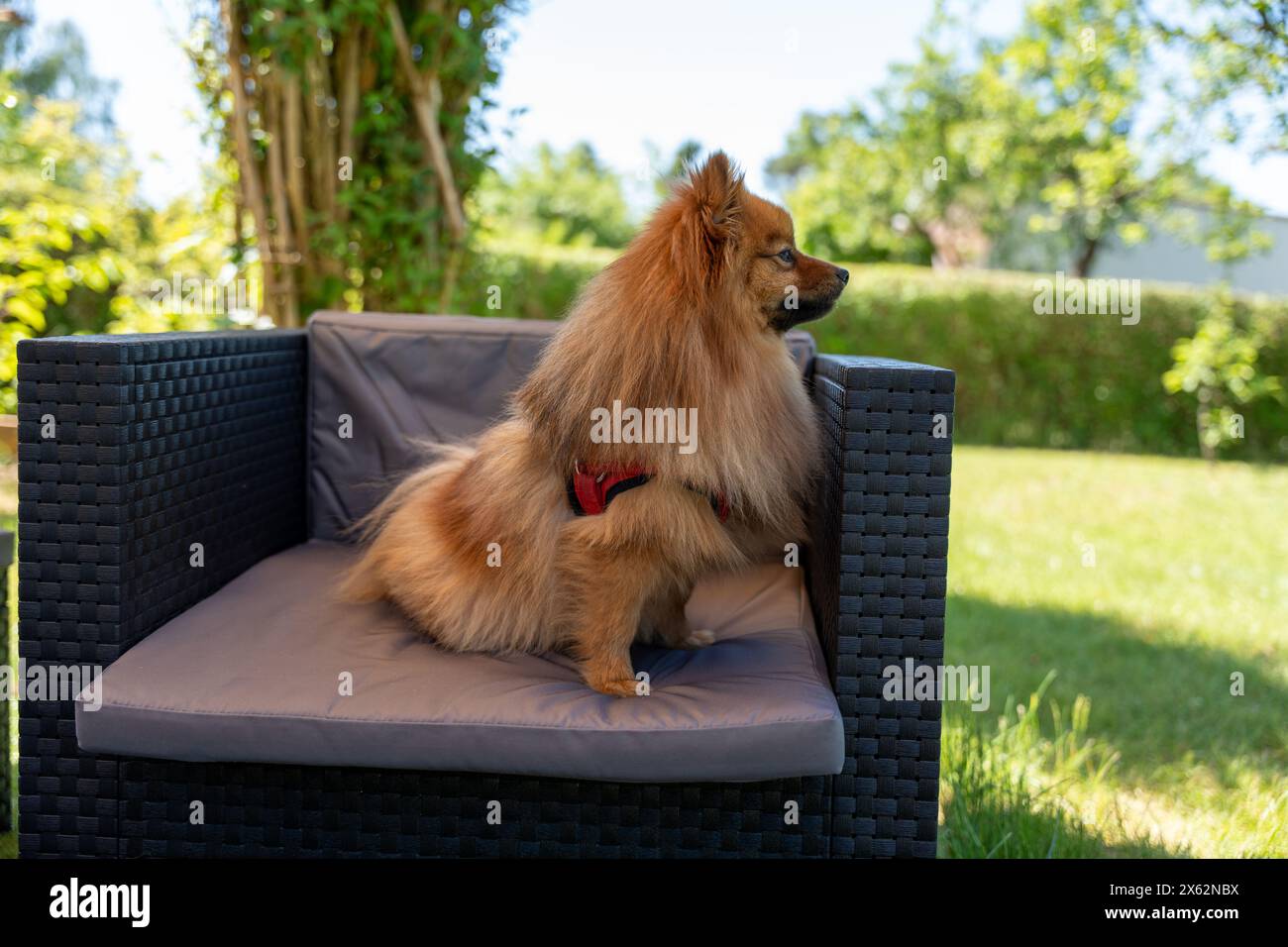 Un chien avec un collier rouge est assis sur une chaise dans une zone herbeuse. Le chien semble regarder quelque chose au loin Banque D'Images