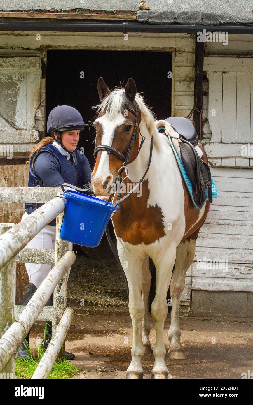 Femme nourrissant le cheval d'un seau avant d'aller faire un tour Banque D'Images