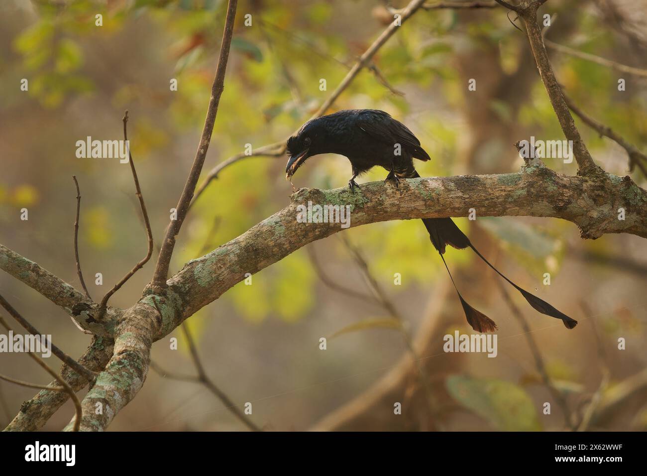 Plus grand Drongo à queue raquette - Dicrurus paradiseus, oiseau asiatique avec des plumes de queue extérieures allongées avec sangle limitée aux pointes, famille Dicrurid Banque D'Images