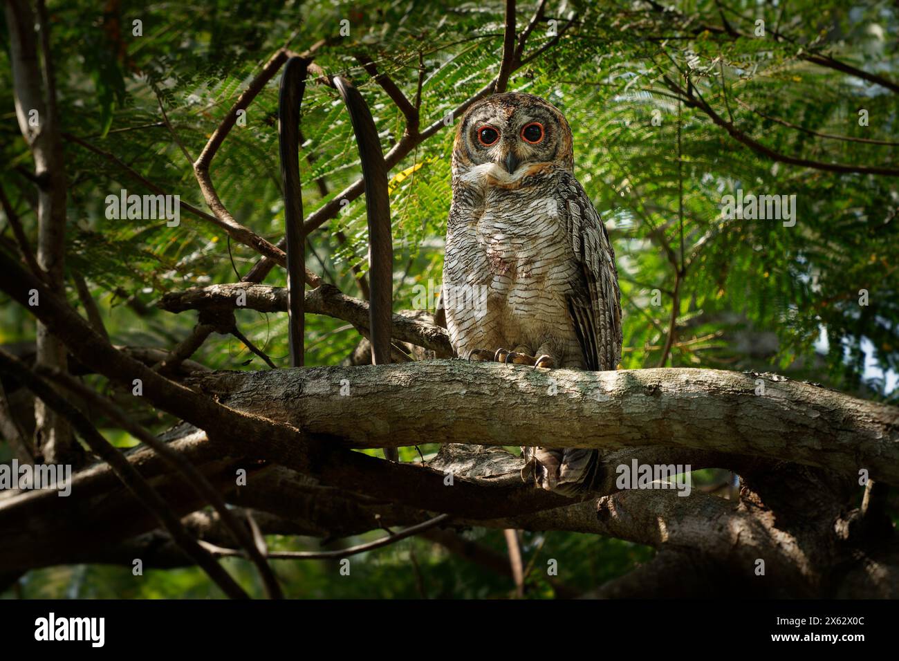 Chouette des bois tachetée - Strix ocellata Grande chouette trouvée en Inde et au Népal, trouvée dans les jardins et les forêts feuillus minces, grand oiseau nocturne sur la branche dans Banque D'Images