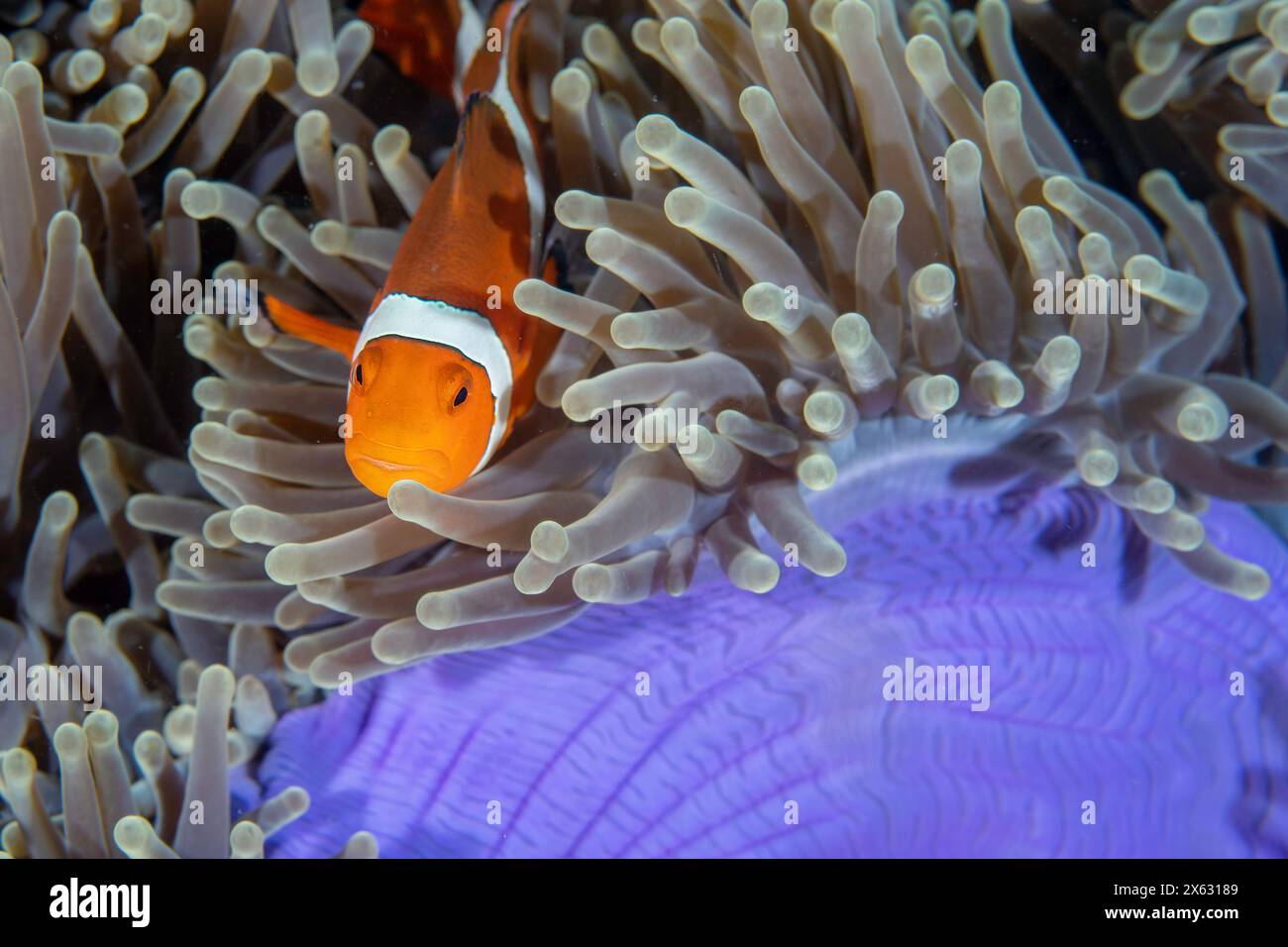 Un anémonefish jette un coup d'œil sur la sécurité de sa vibrante maison d'anémone de mer, mettant en vedette une danse symbiotique dans les profondeurs de l'océan Banque D'Images