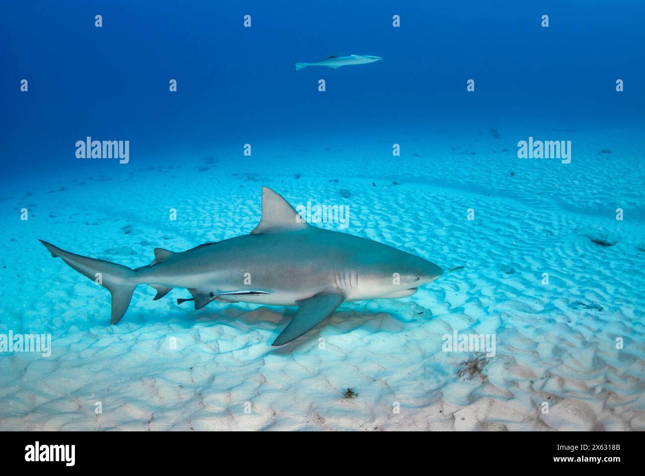 Un requin taureau solitaire, Carcharhinus leucas, patrouille le fond serein de l'océan, une figure puissante contre le fond sablonneux, comme un autre requin me regarde Banque D'Images