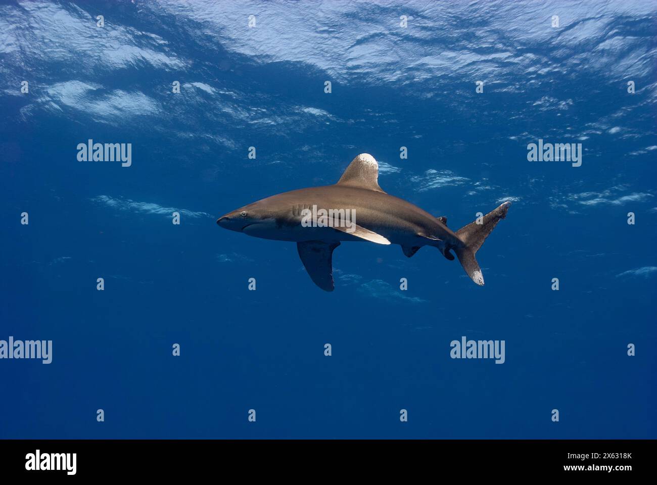 Un requin océanique (Carcharhinus longimanus) navigue dans le bleu infini de la haute mer, exsudant grâce et puissance dans son domaine solitaire Banque D'Images
