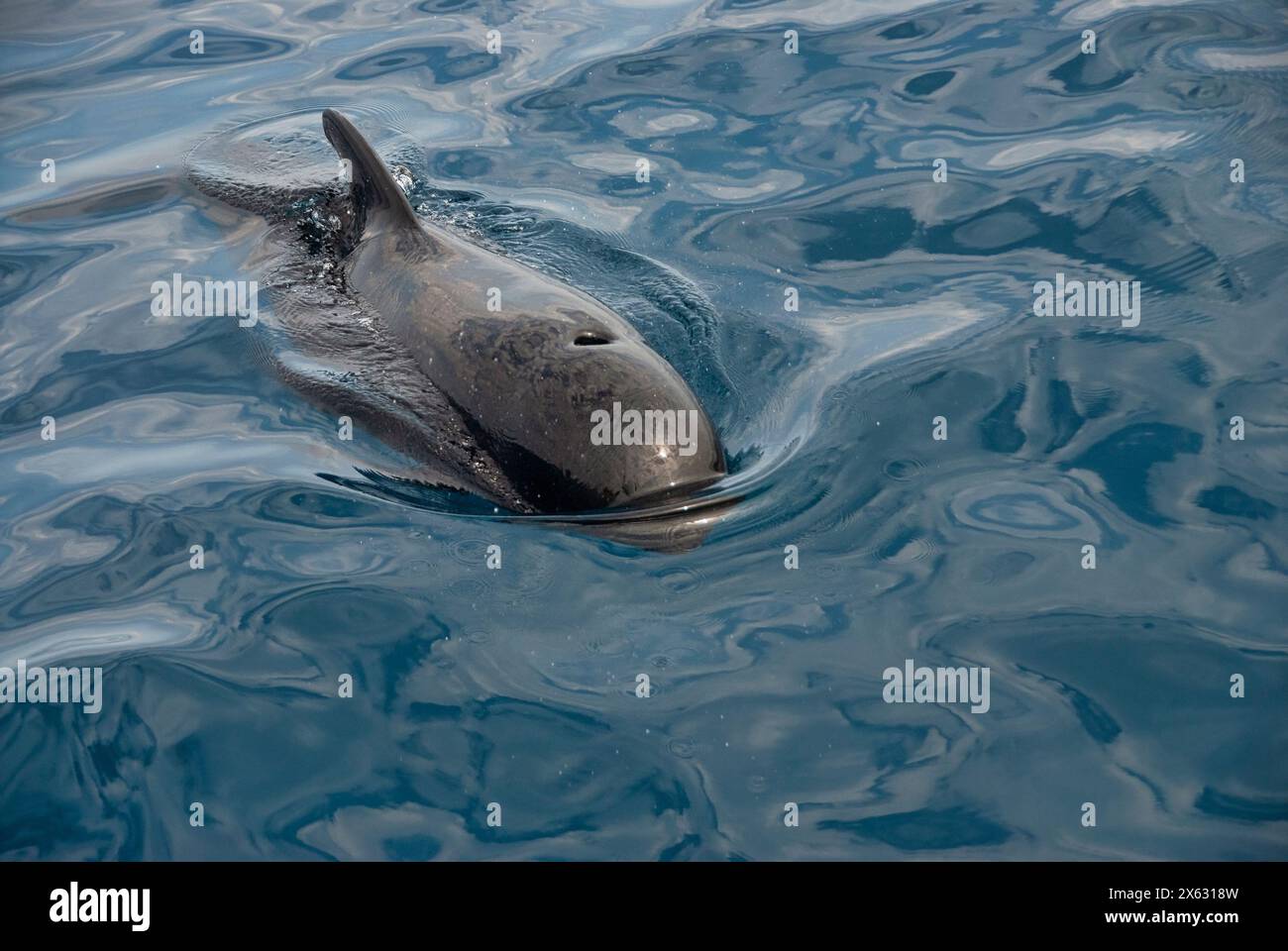 Une baleine pilote (Globicephala melas) fait surface calmement, son corps sombre et élégant contrastant avec l'eau bleue réfléchissante, créant un moment de sérénité Banque D'Images