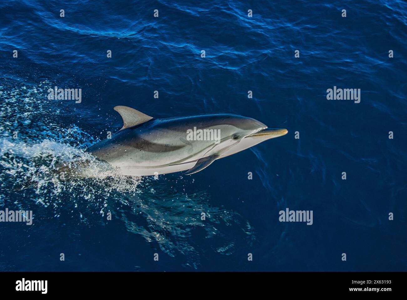 Un dauphin rayé élégant, Stenella coeruleoalba, coupe à travers les eaux bleues sereines avec grâce, ses marques distinctives un flou contre l'océan CA Banque D'Images