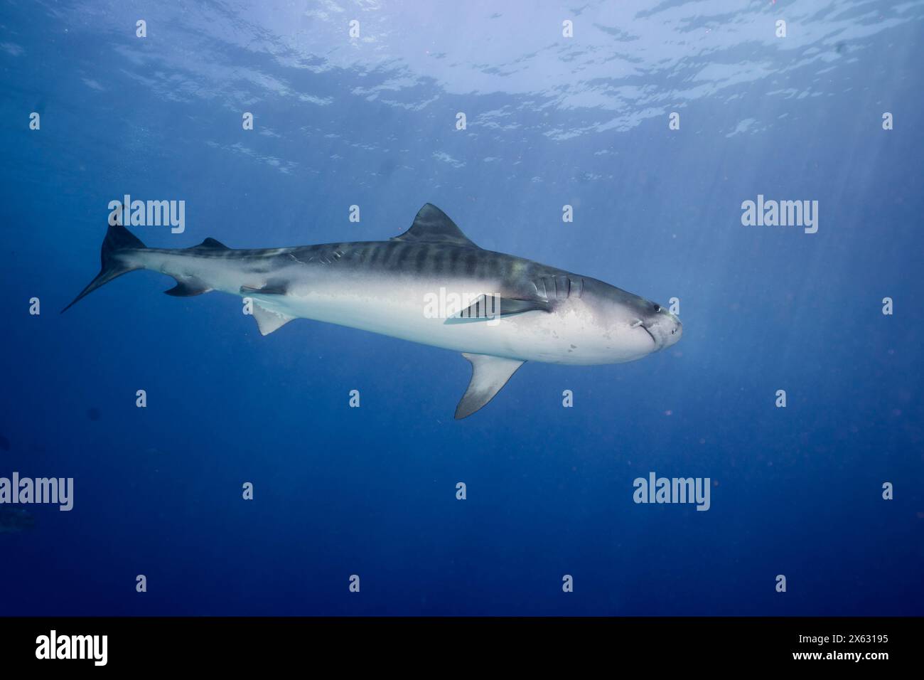 Un impressionnant requin tigre, Galeocerdo cuvier, glisse gracieusement à travers les eaux bleues de l'océan, son corps rayé contraste avec l'Azur profond de la Banque D'Images