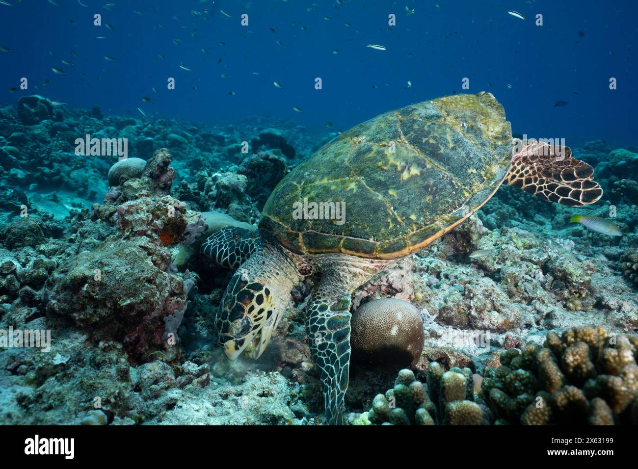 une tortue de mer faucon-bec se nourrissant activement des coraux vibrants d'un récif animé. La carapace aux motifs complexes de la tortue contraste de façon frappante Banque D'Images