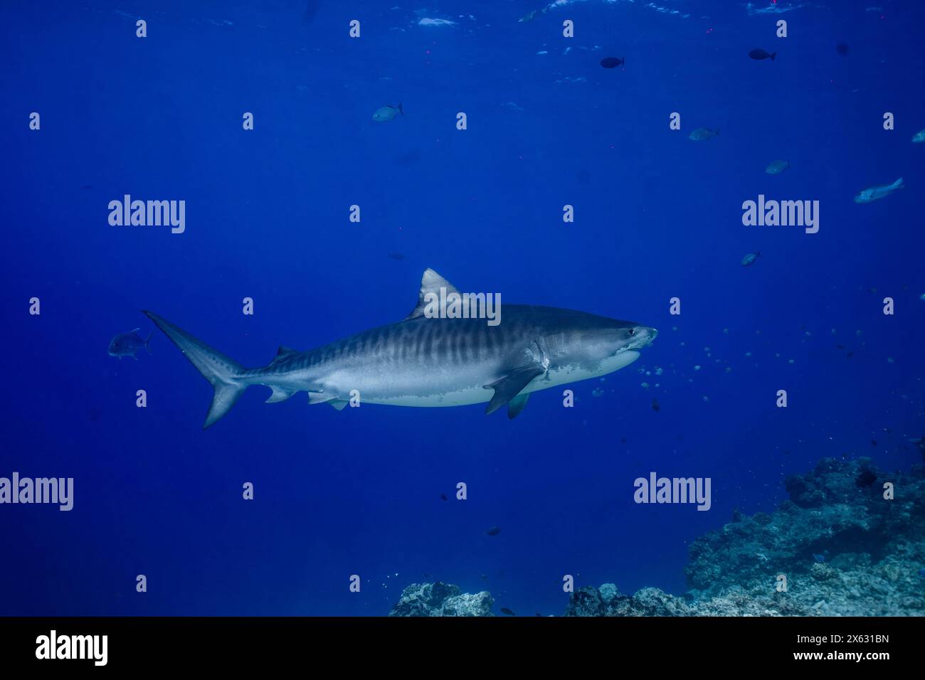 Un requin tigre glissant sans effort à travers les eaux bleues profondes de l'océan. L'image capture la présence majestueuse et puissante de ce requin, sur Banque D'Images
