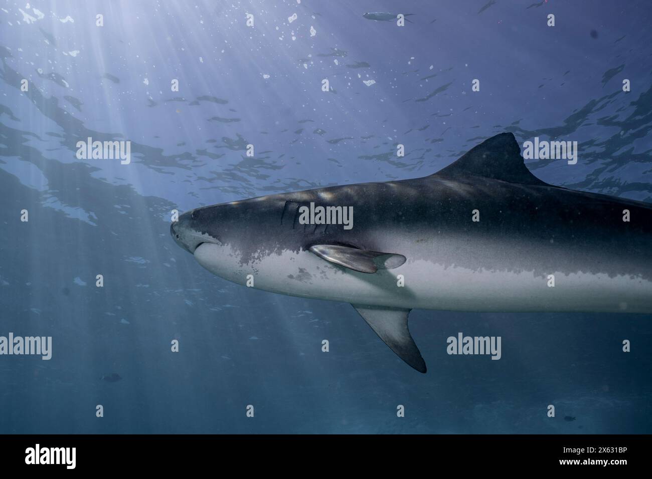 Un majestueux requin tigre (Galeocerdo cuvier) nage gracieusement sous la surface ensoleillée de l'océan. Les rayons du soleil pénètrent dans l'eau bleue claire, illu Banque D'Images