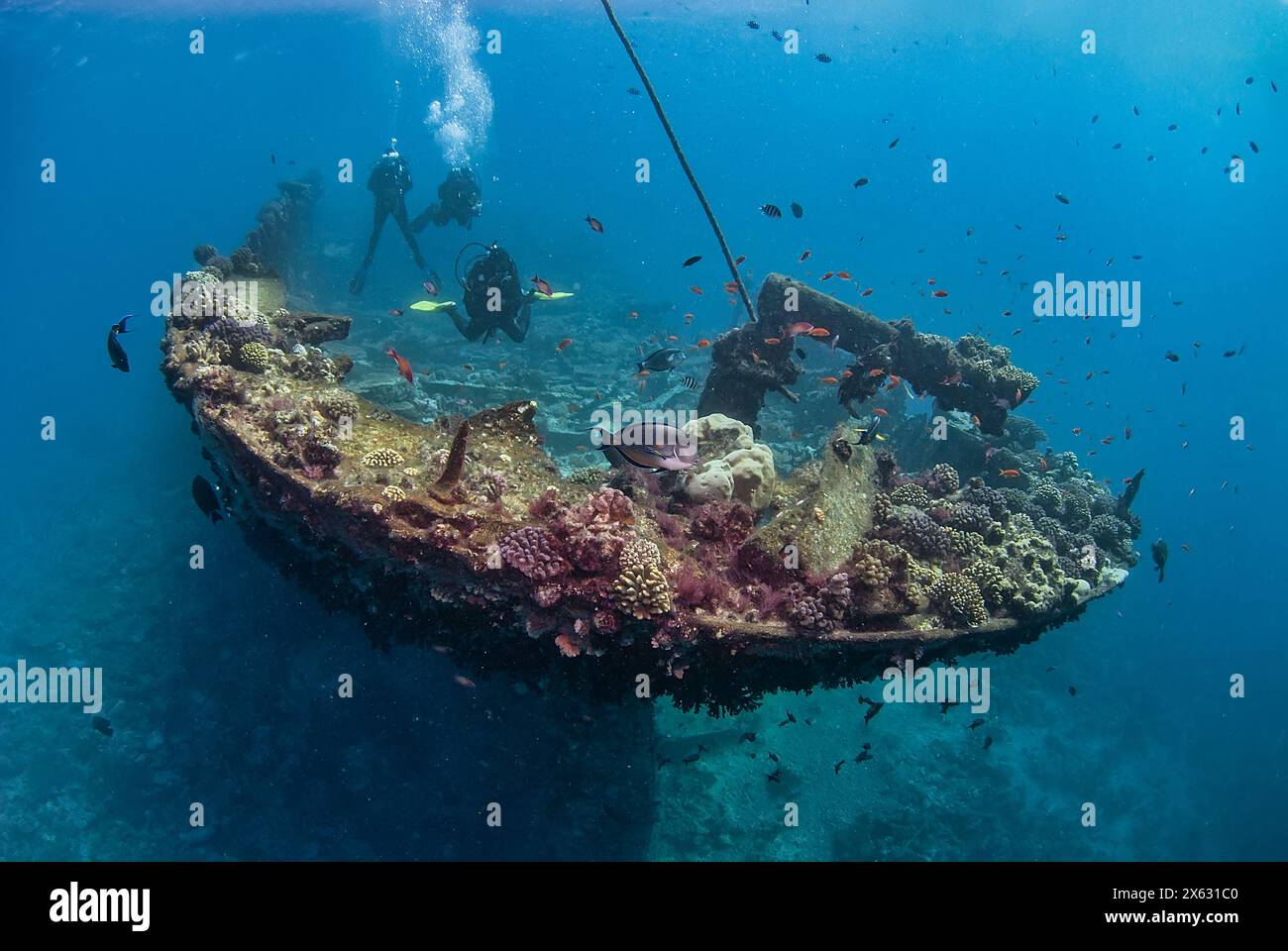 Les plongeurs explorent la vie marine vibrante enveloppant une épave âgée, créant un écosystème animé au milieu de la mer bleue et calme Banque D'Images