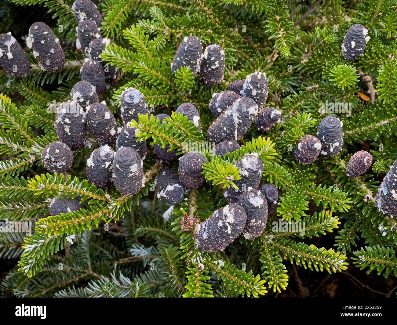 Gros plan des cônes de sapin noir d'Abies Koreana, communément appelés le sapin coréen. Banque D'Images
