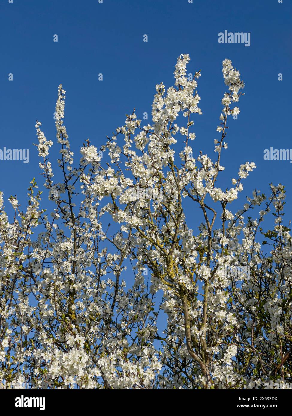 Fleur blanche sur un pommier de crabe vu contre un ciel bleu. Banque D'Images