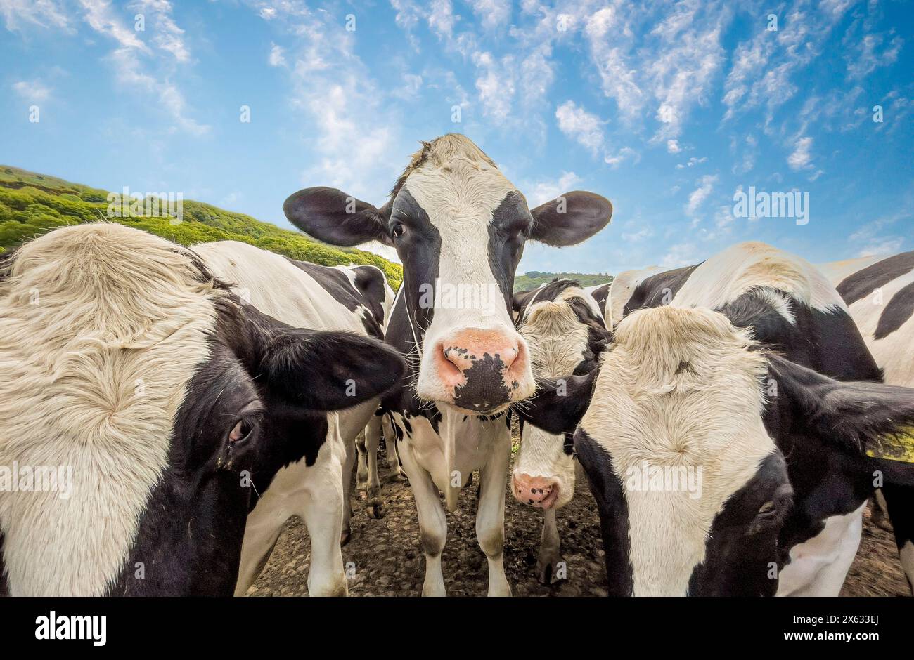 Une curieuse vache noire et blanche regardant directement la caméra, vue contre un ciel bleu. Banque D'Images