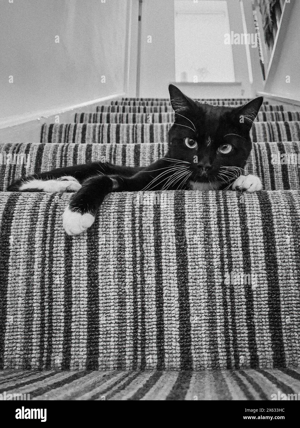 Chat de sauvetage noir et blanc, partiellement voyant, allongé sur une marche, regardant la caméra Banque D'Images