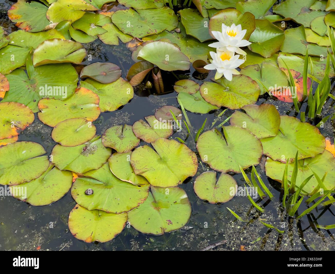 Nénuphar avec des fleurs blanches poussant dans un étang Banque D'Images