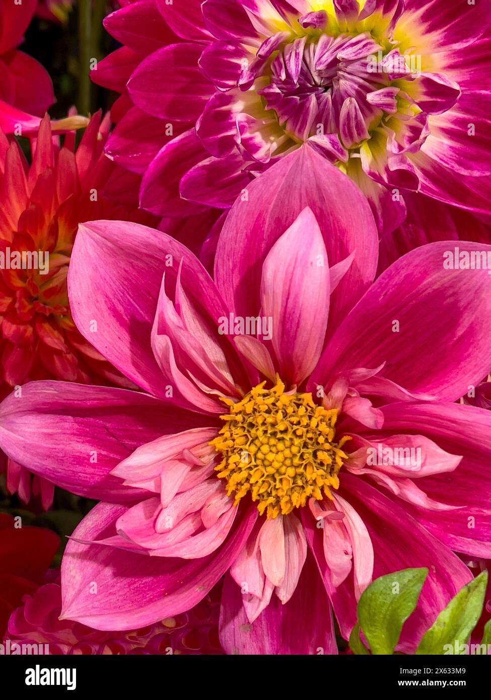 Gros plan de différents types de dahlias roses Banque D'Images