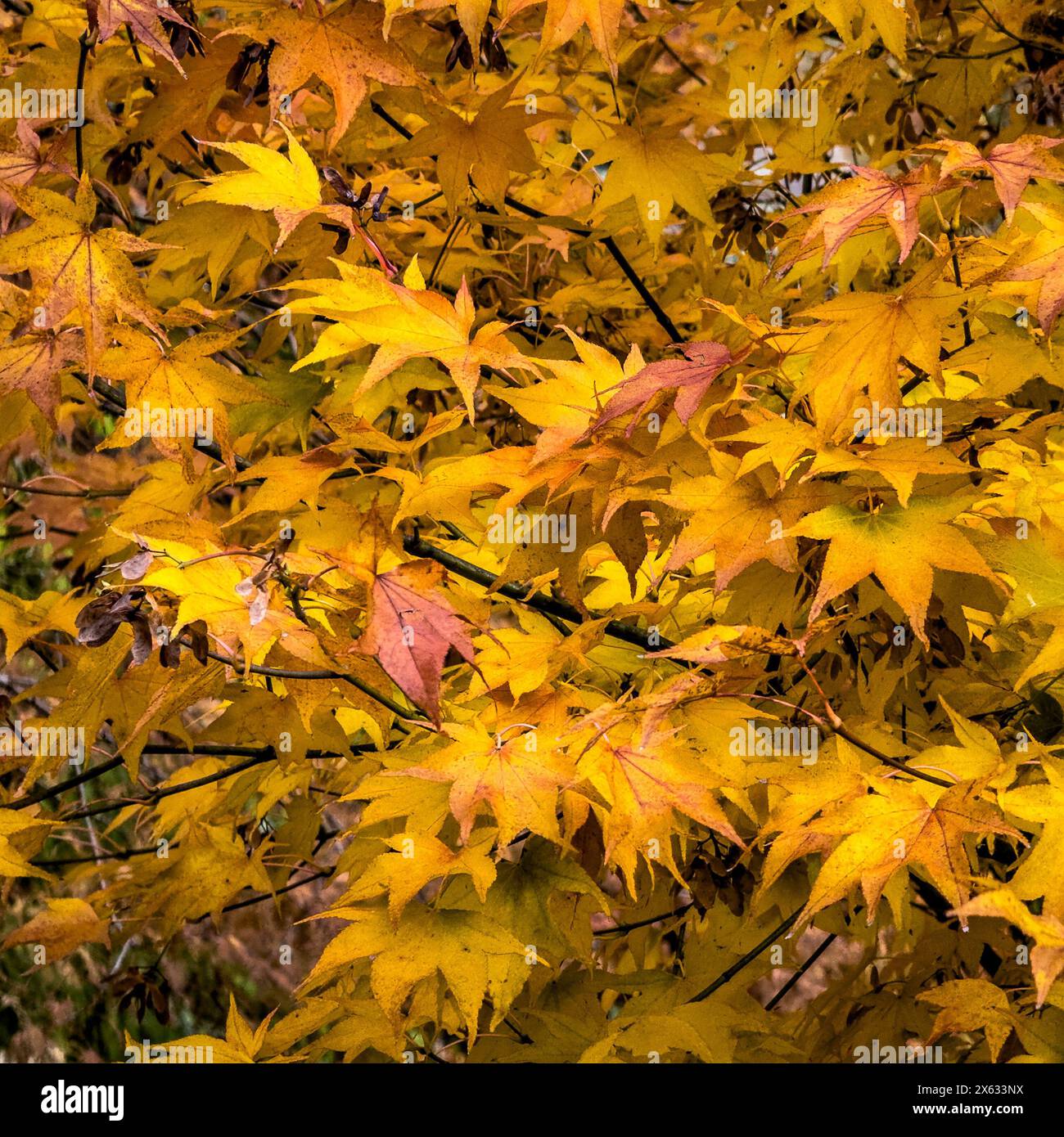 Acer Palmatum avec couleur jaune et rouge automne Banque D'Images