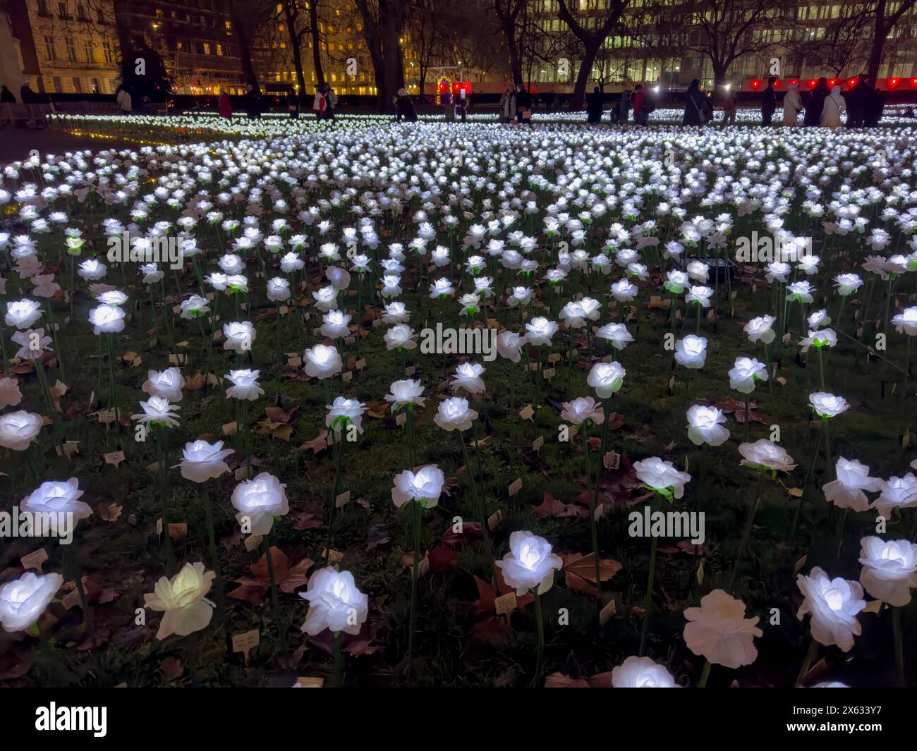 Fausses roses blanches illuminées dans le jardin Ever After de Grosvenor Square. Londres. Banque D'Images