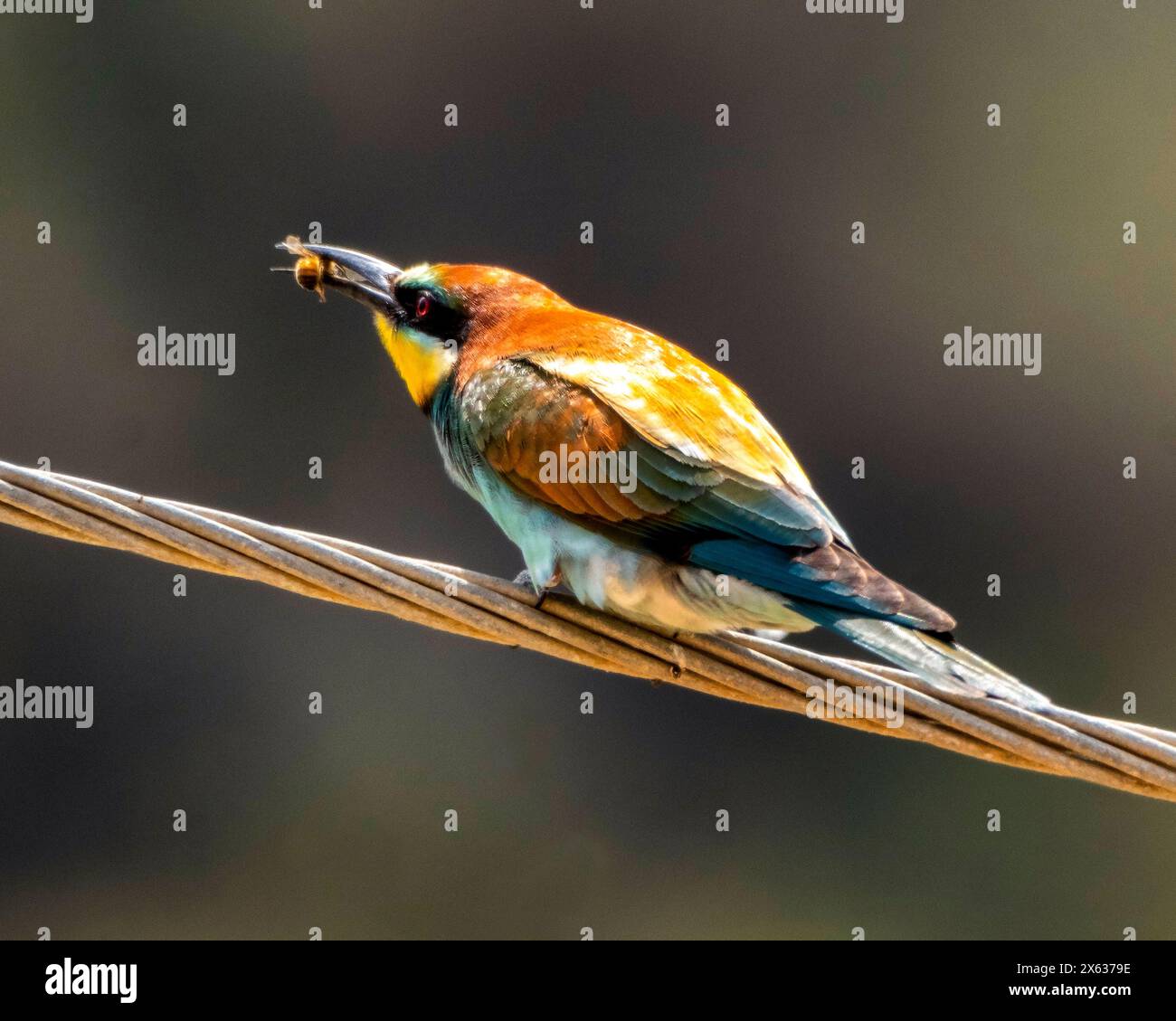 Mangeur d'abeilles européen coloré (Merops apiaster) avec abeille sur la ligne électrique. Androlikou, Chypre Banque D'Images