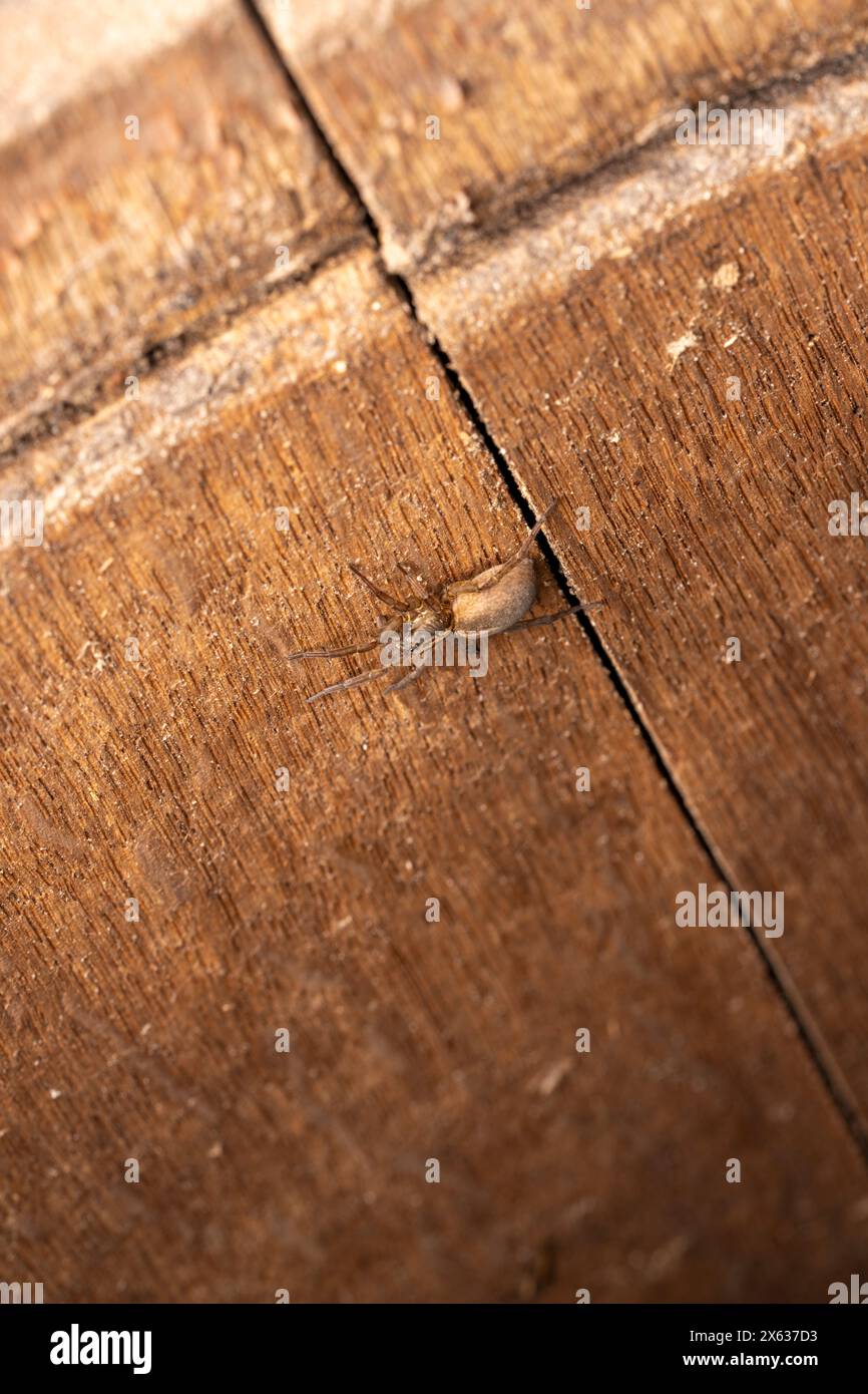 Trochosa ruricola famille Lycosidae genre Trochosa loup rustique araignée nature sauvage photographie d'insectes, image, papier peint Banque D'Images