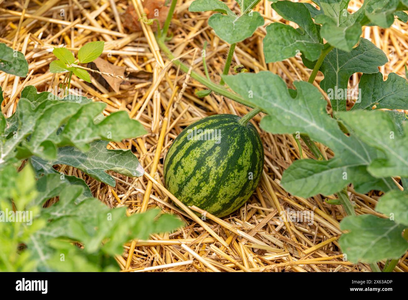 Pastèque poussant dans le jardin avec paillis de paille. Jardinage, produits biologiques et concept de jardin maison. Banque D'Images