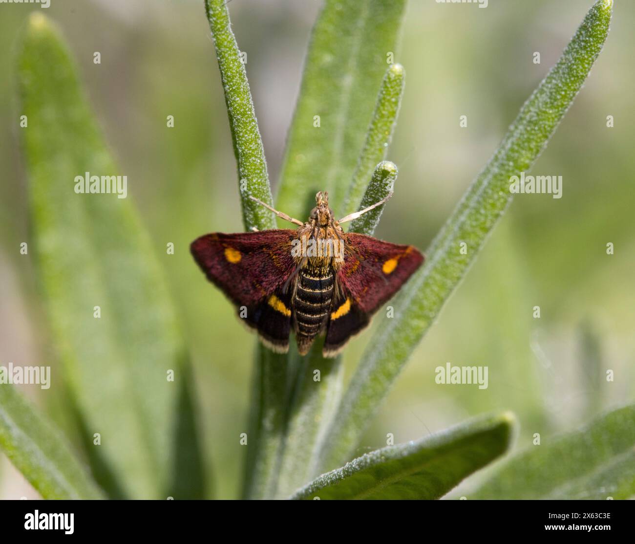 Moth Pyrausta aurata Banque D'Images