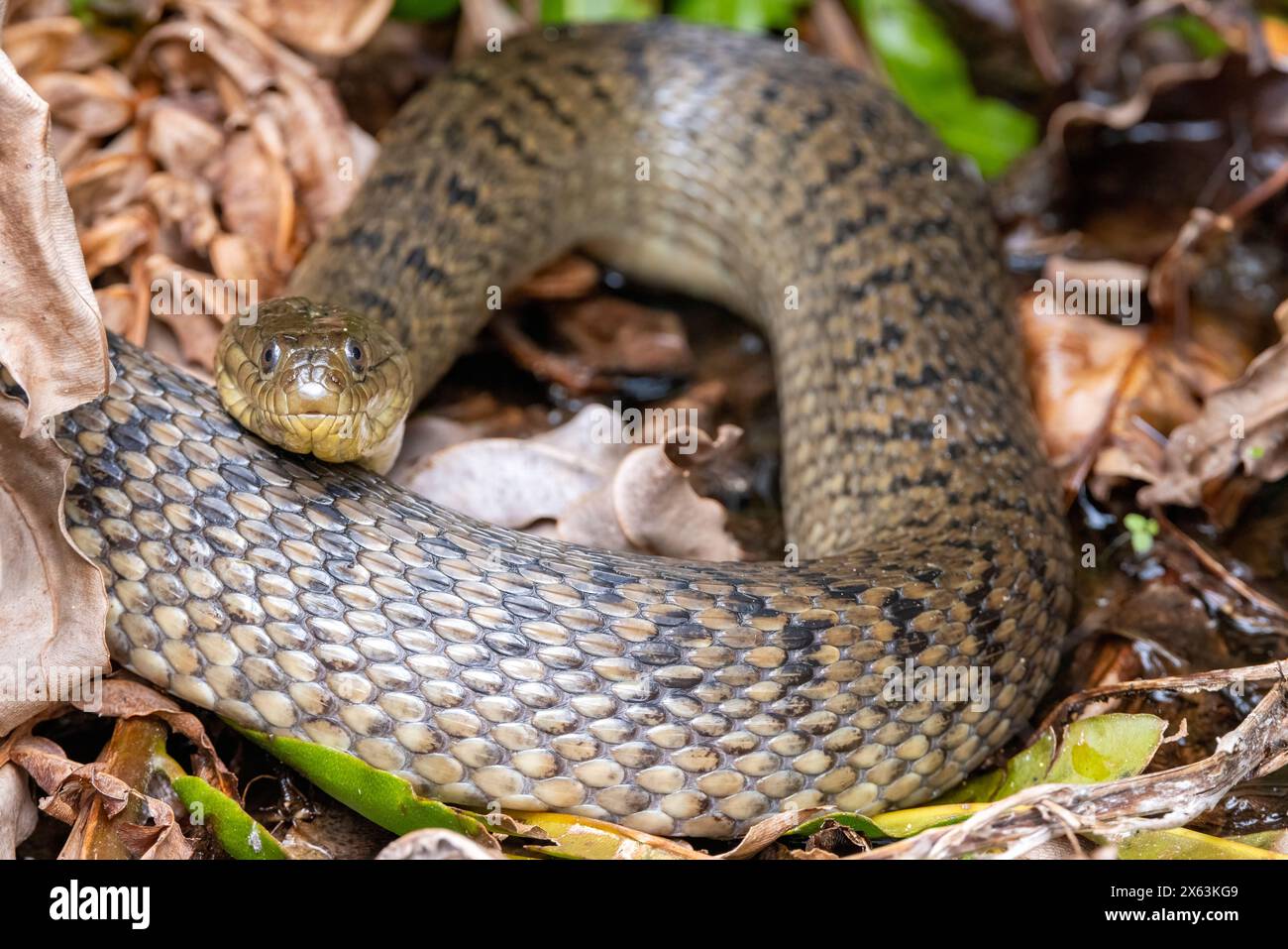 Couleuvre verte de Floride (Nerodia floridana) - Wakodahatchee Wetlands, Delray Beach, Floride, États-Unis Banque D'Images