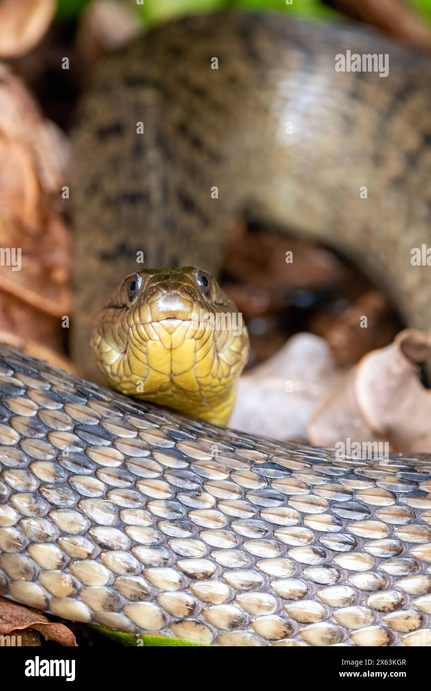 Couleuvre verte de Floride (Nerodia floridana) - Wakodahatchee Wetlands, Delray Beach, Floride, États-Unis Banque D'Images