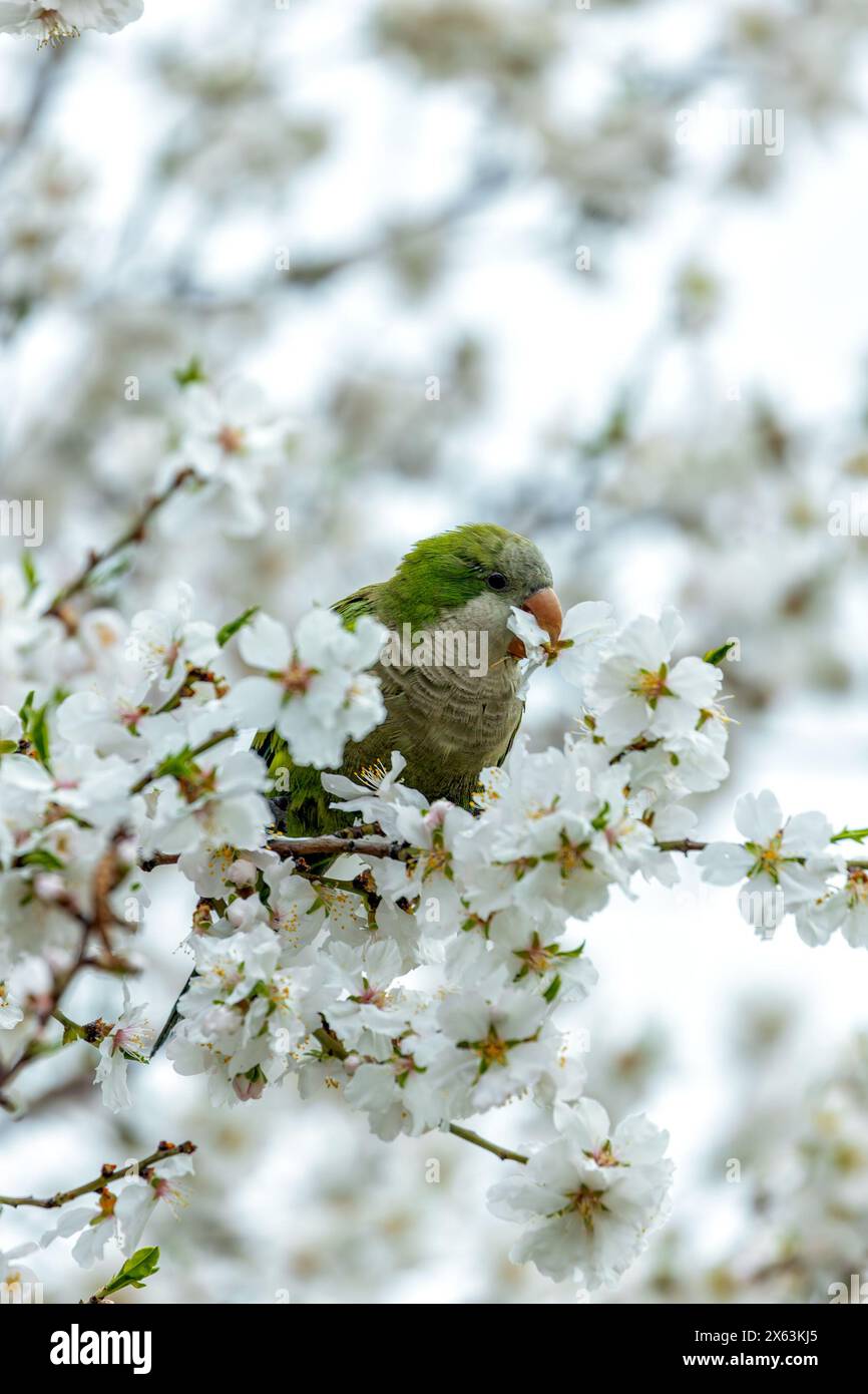 Perruche verte avec ventre gris et marques d'aile bleues. Établi à Madrid, suscitant des inquiétudes quant à son impact sur les oiseaux indigènes. Banque D'Images