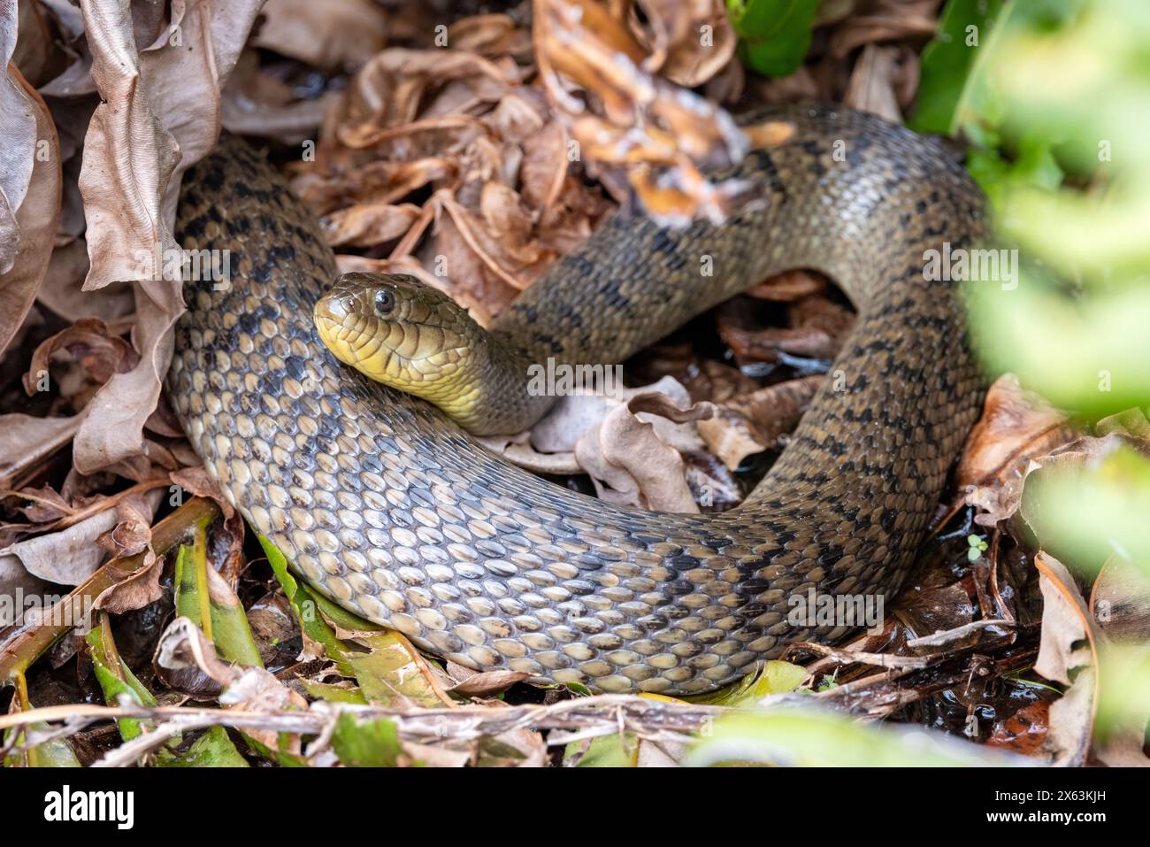 Couleuvre verte de Floride (Nerodia floridana) - Wakodahatchee Wetlands, Delray Beach, Floride, États-Unis Banque D'Images