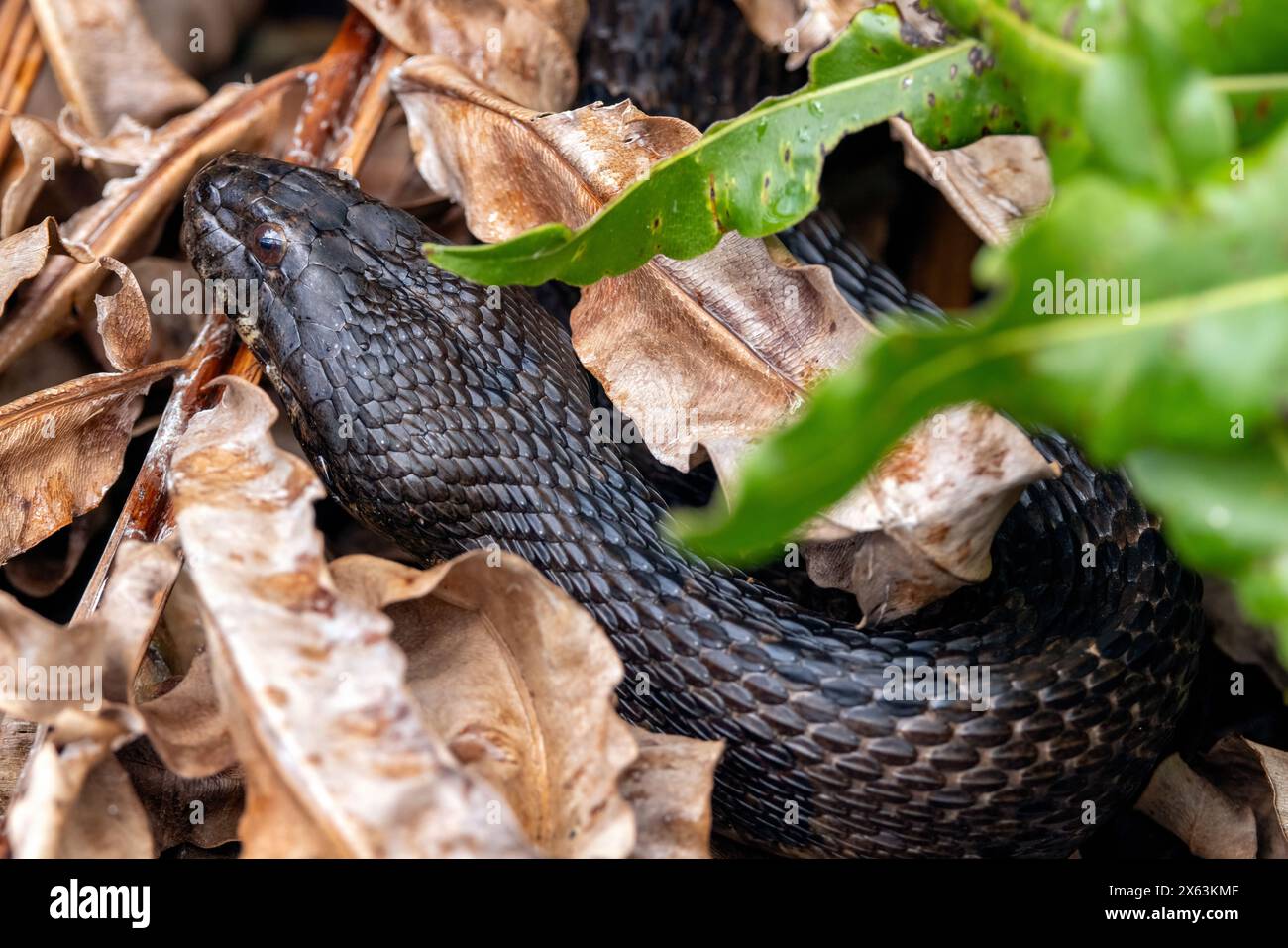 Serpent d'eau du Sud (Nerodia fasciata) - Wakodahatchee Wetlands, Delray Beach, Floride, États-Unis Banque D'Images