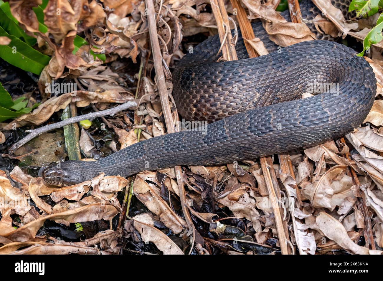Serpent d'eau du Sud (Nerodia fasciata) - Wakodahatchee Wetlands, Delray Beach, Floride, États-Unis Banque D'Images