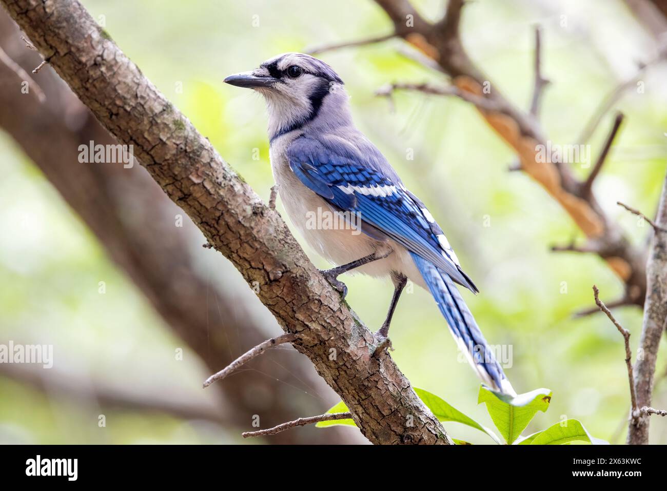 Blue jay (Cyanocitta cristata) - Green Cay Wetlands, Boynton Beach, Floride, États-Unis Banque D'Images